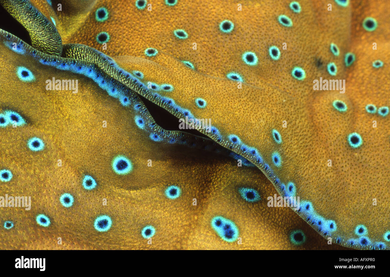 Modello punteggiato di alghe in pelle di un gigante della Vongola (Tridacna gigas) mantello. Foto Stock