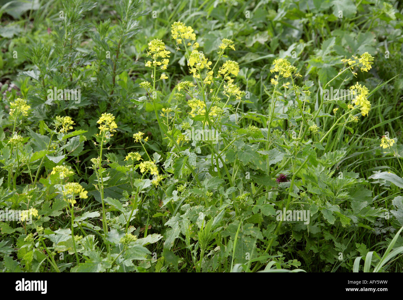 Senape nera Brassica nigra Crucifera Brassicaceae Foto Stock