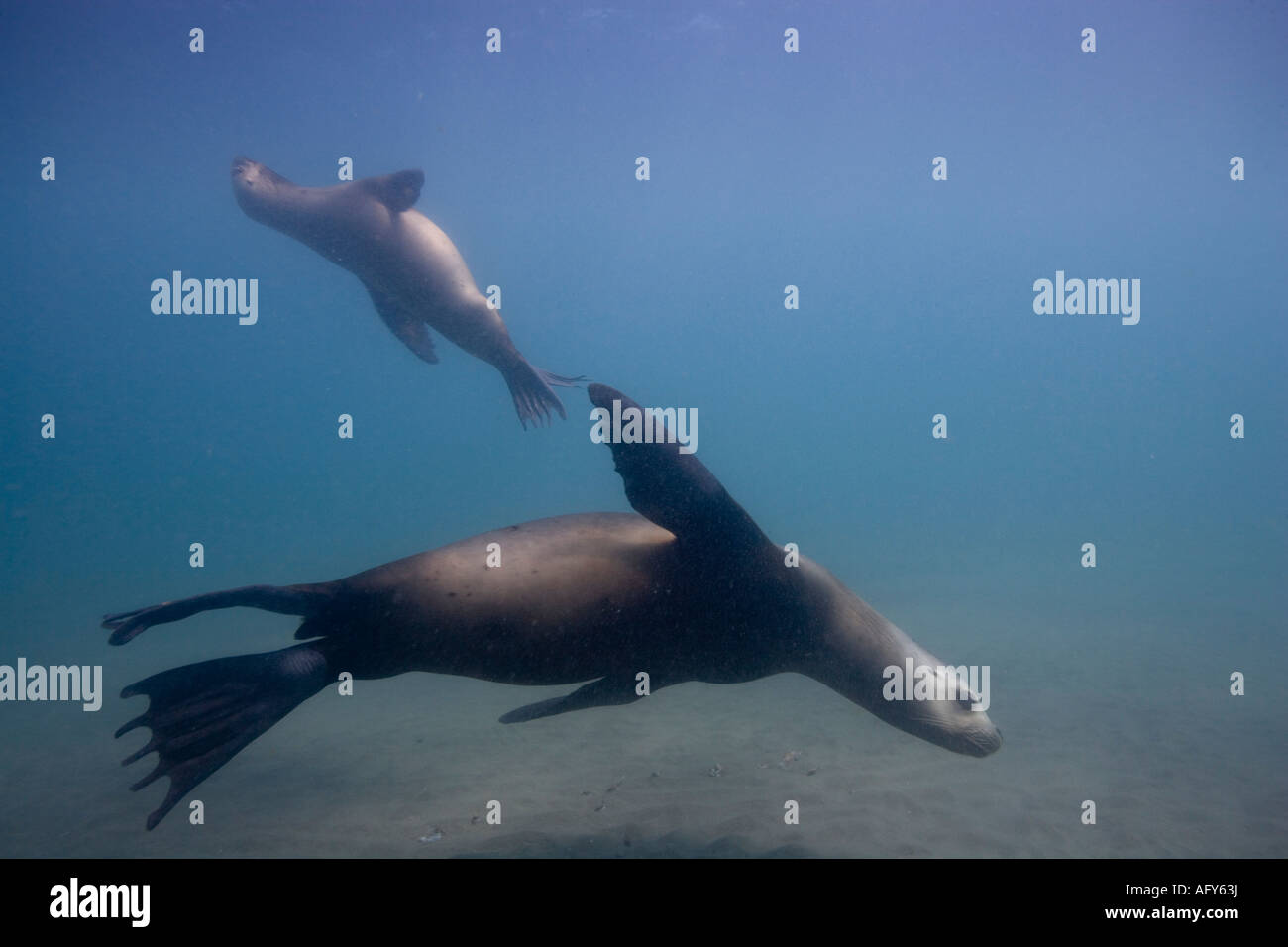 Argentina Chubut provincia Puerto Piramedes vista subacquea di leoni marini del sud Foto Stock