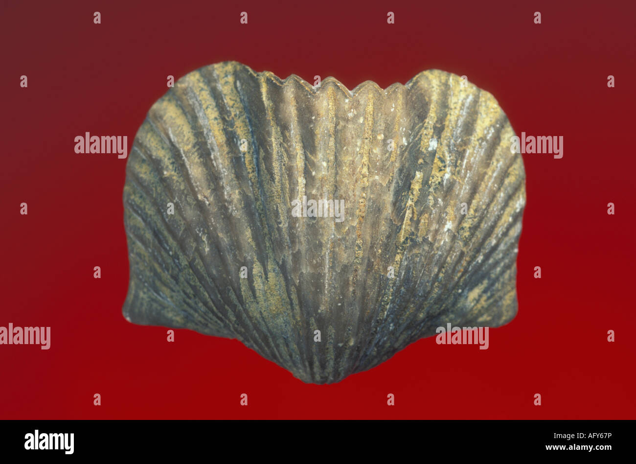 Brachiopod specie fossili Spiriferida Foto Stock