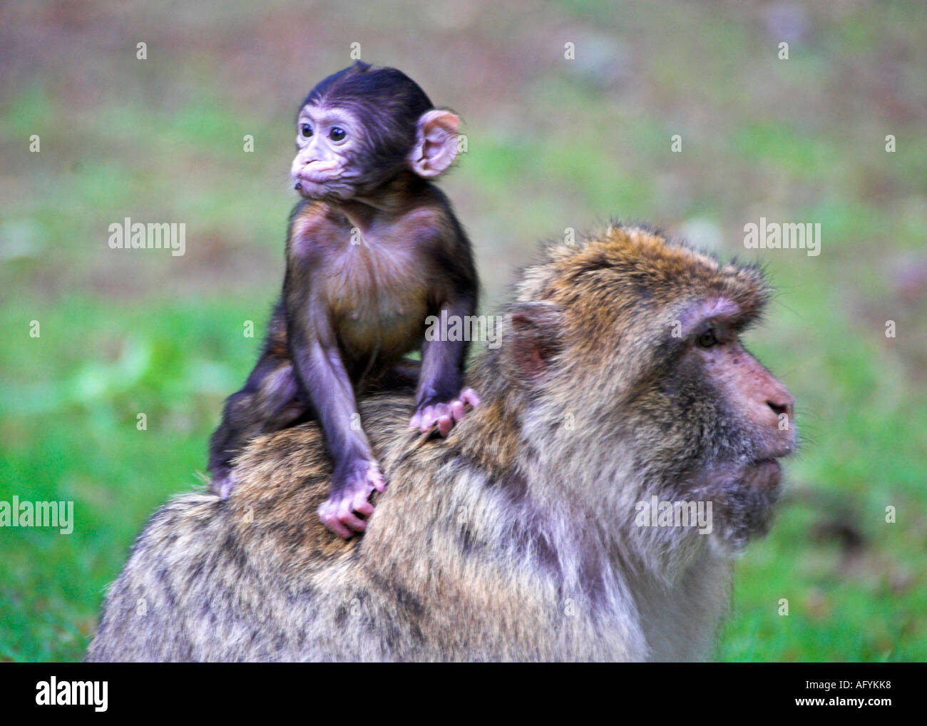 Barberia scimmie macaco Foto Stock