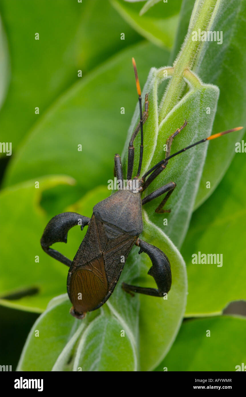 Coreidae sp bug nel Parco Nazionale di Khao Yai Thailandia Foto Stock