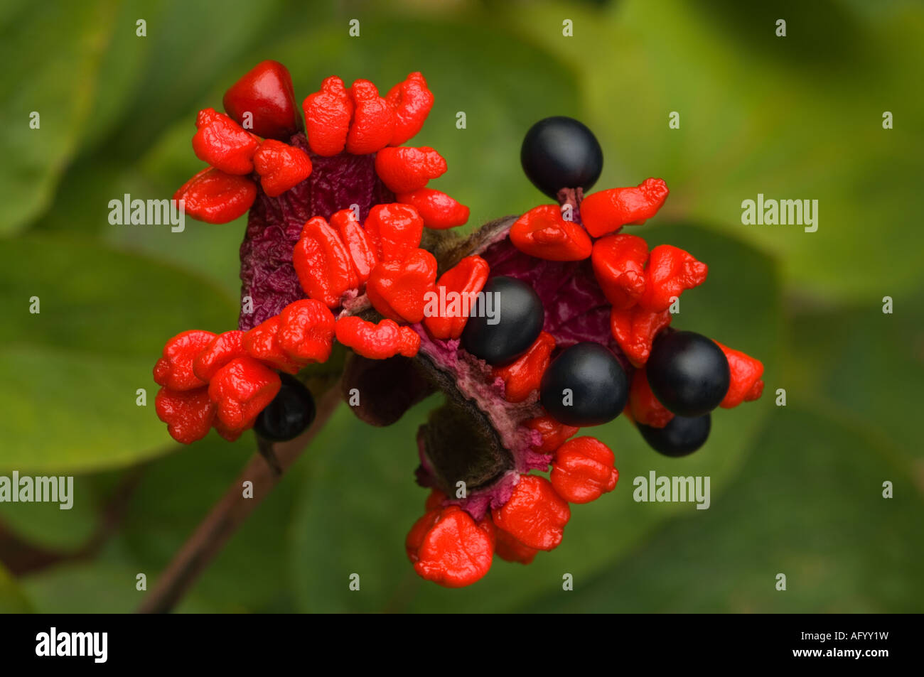 Paeonia karachensis piante erbacee perenni dal Caucaso ravvicinata di una capsula semi settembre Scozia UK Foto Stock