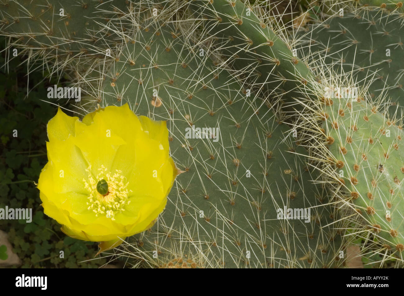 Ficodindia Opuntia leucotricha fioritura in Conservatorio in Scozia UK Foto Stock