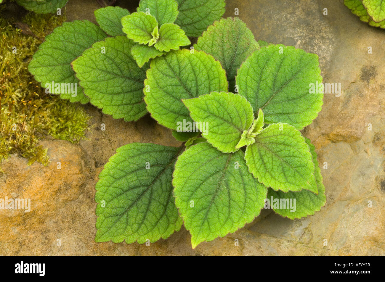 Viola lasciato edera svedese Plectranthus purpuratus gara houseplant originaria del Sud Africa Foto Stock
