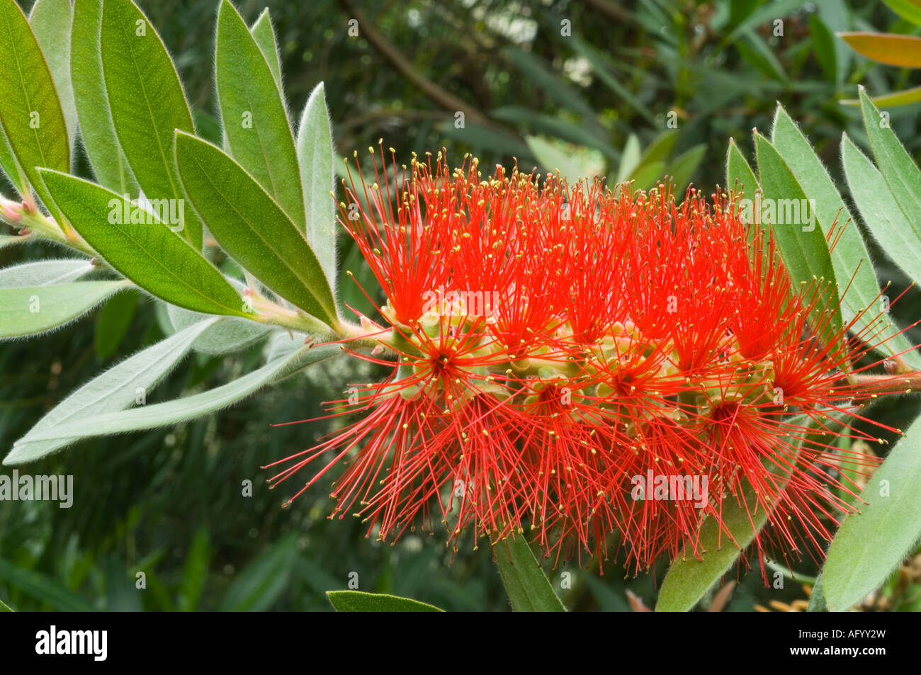 Australian Scovolino Callistemon citrinus splendens nativo di Australia fioritura in Conservatorio in Scozia Gran Bretagna Foto Stock