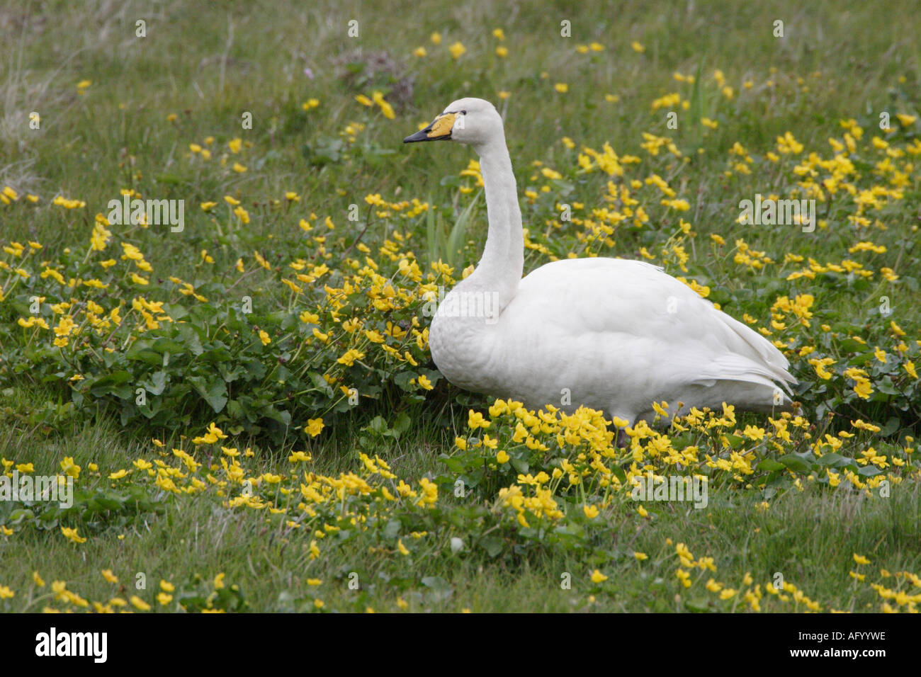 Whooper gironzolano in Marsh Le calendule sulla terraferma Shetland Foto Stock