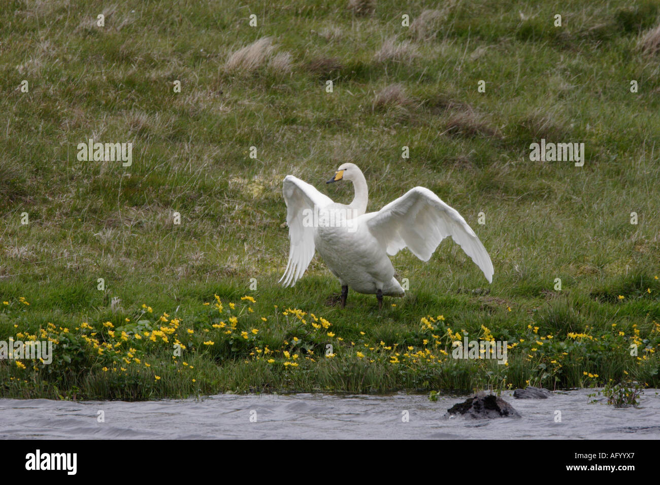Whooper Swan aprendo le sue ali in Marsh Le calendule sulla terraferma Shetland Foto Stock