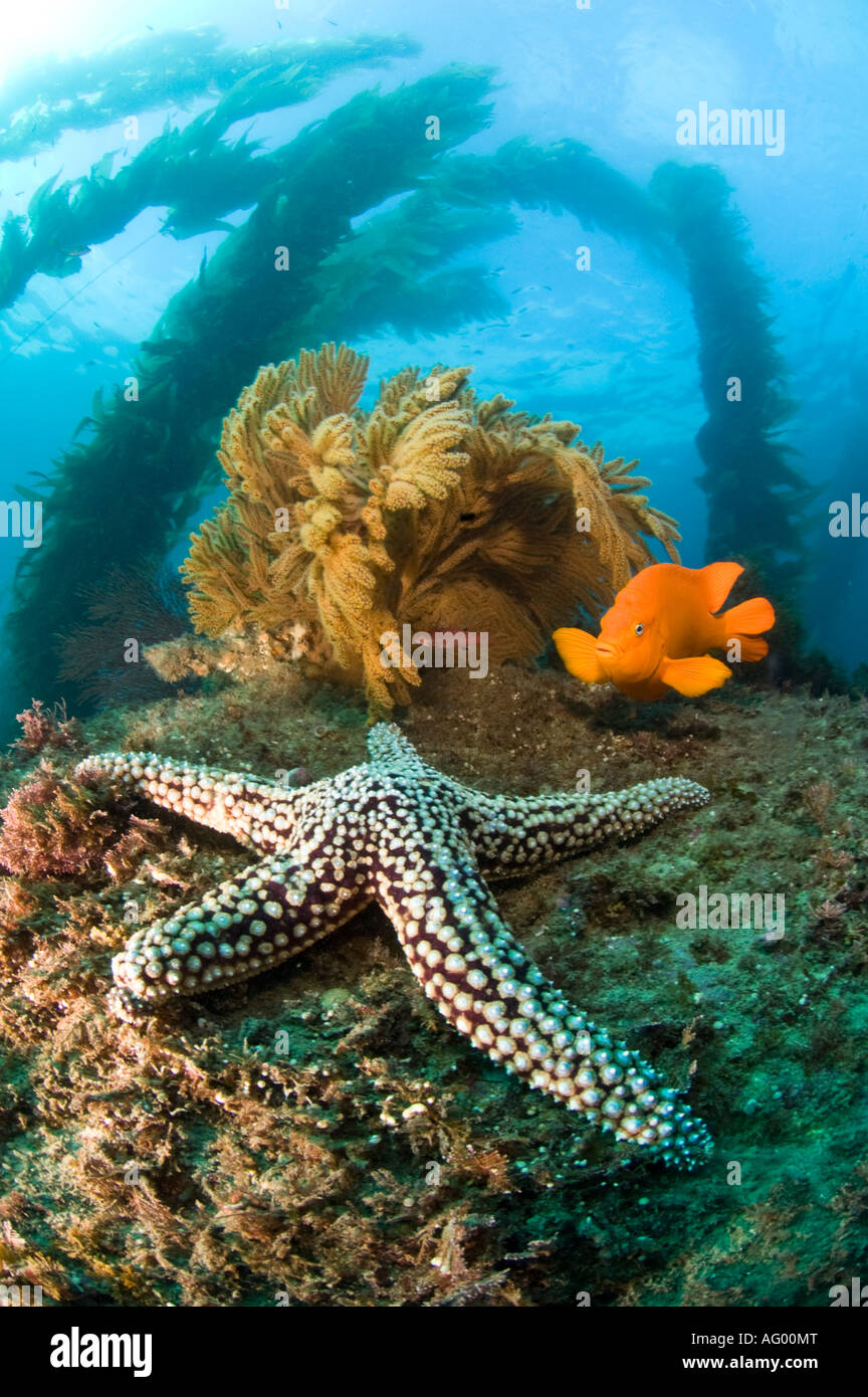 Garibaldi e la stella di mare a Isola Catalina su una scogliera poco profonda con kelp che scorre nelle fredde acque blu Foto Stock
