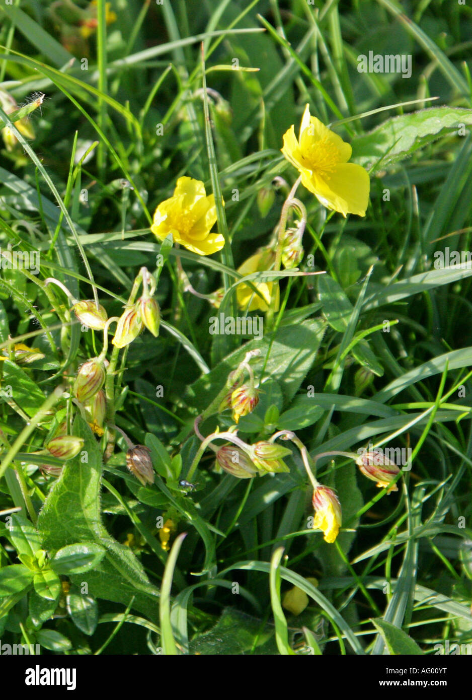Comune di Rock Rose Helianthemum nummularium Cistaceae Foto Stock