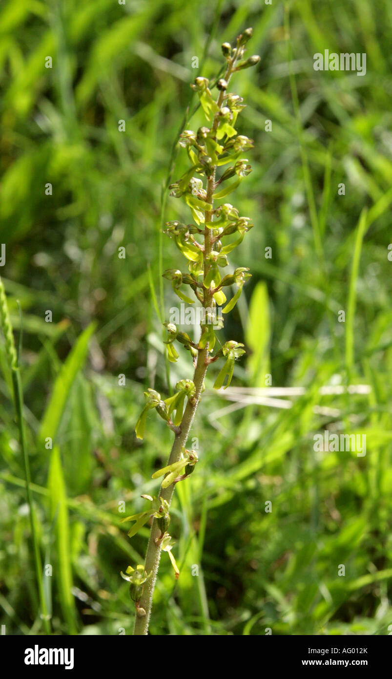 Twayblade comune, Listeria ovata, Orchidaceae Foto Stock