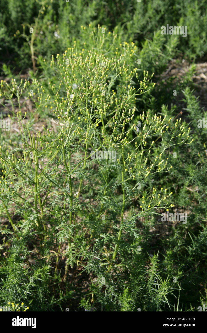 Groundsel, Senecio vulgaris, Asteraceae Foto Stock