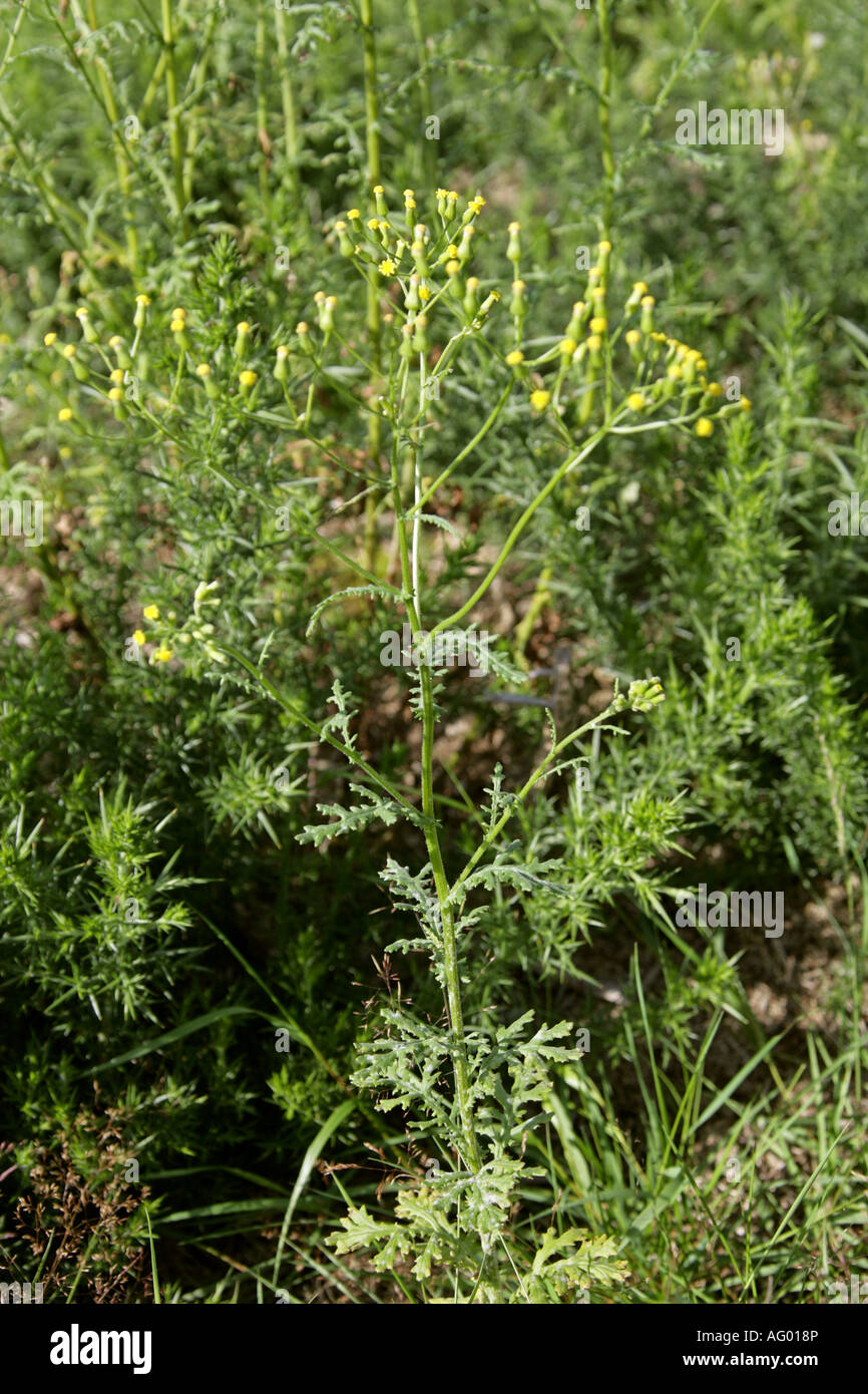 Groundsel, Senecio vulgaris, Asteraceae Foto Stock