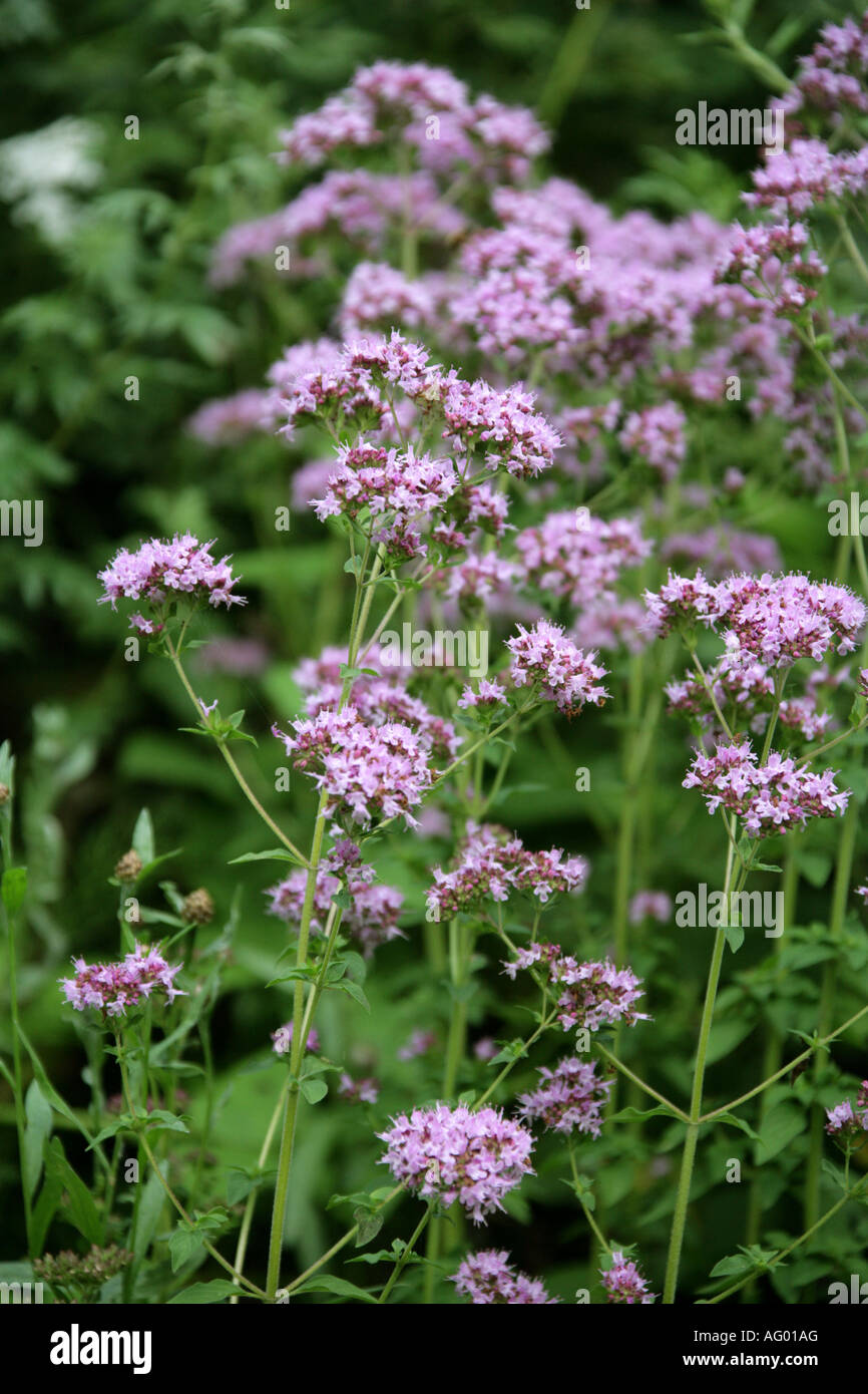 Marjoram selvatico, Origanum vulgare, Lamiaceae Foto Stock