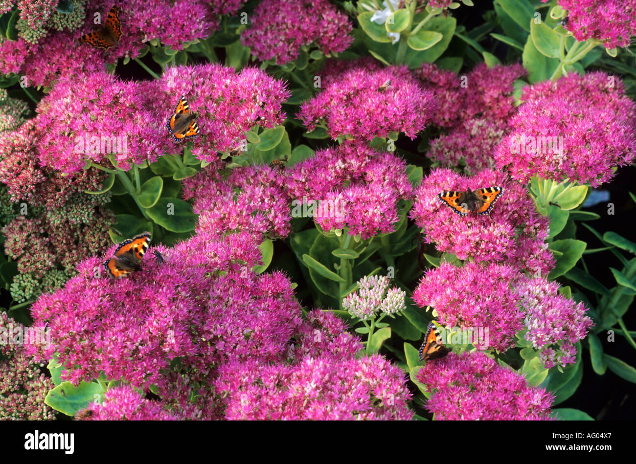 Sedum spectabile 'capo indiano' con farfalle, rosa fiori viola, stonecrop Foto Stock