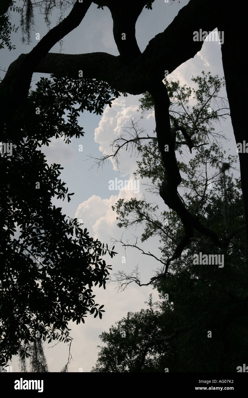 Nuvole silhoutetted attraverso i rami degli alberi a Savannah in Georgia negli Stati Uniti Foto Stock