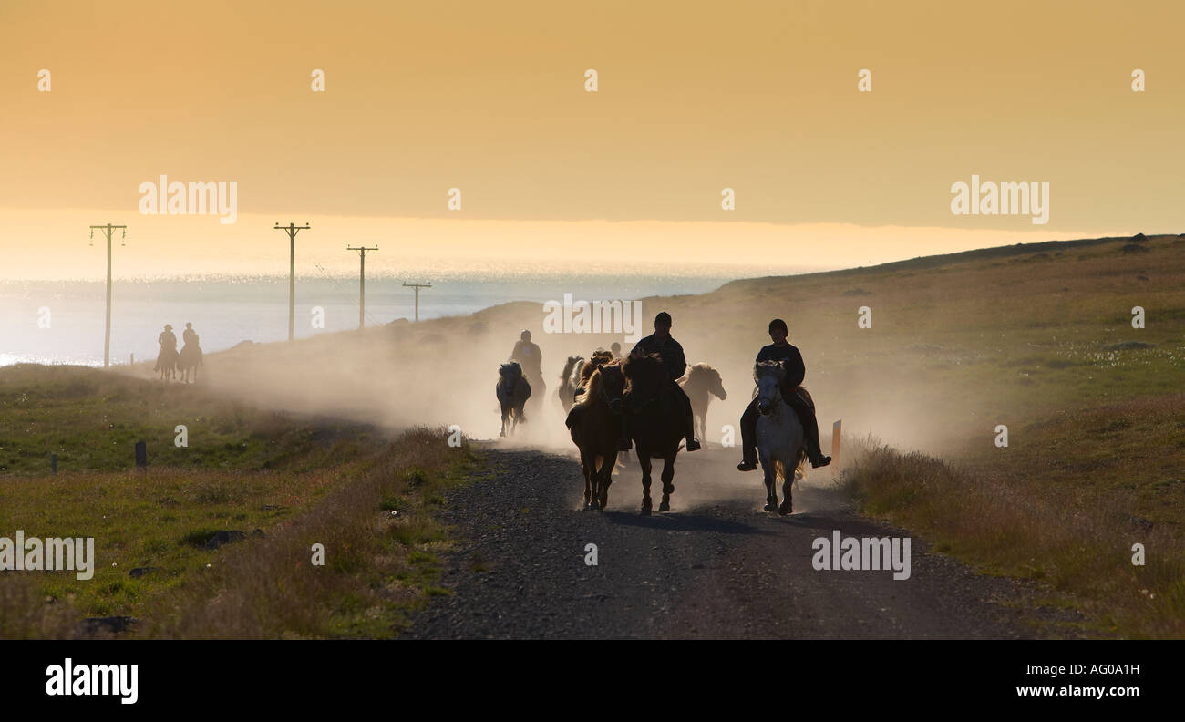 Passeggiata a cavallo su di pura razza di cavalli islandesi, Dyrafjordur fiordo, Islanda Foto Stock