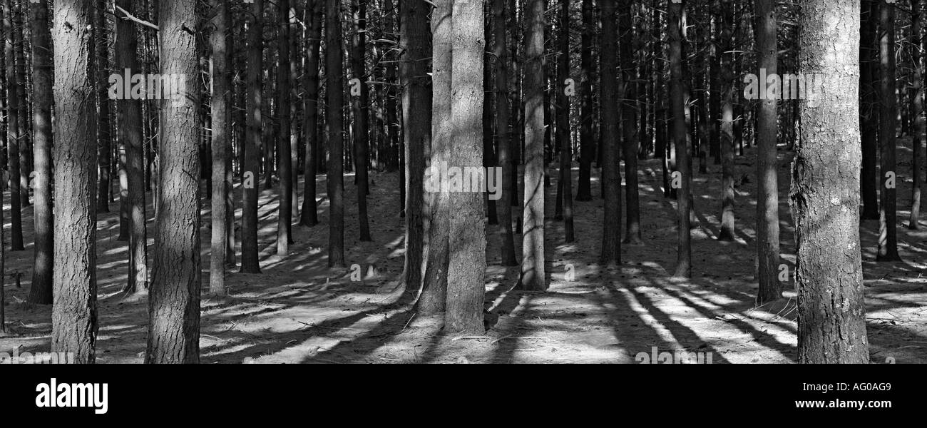 Panorama della foresta di pini Foto Stock