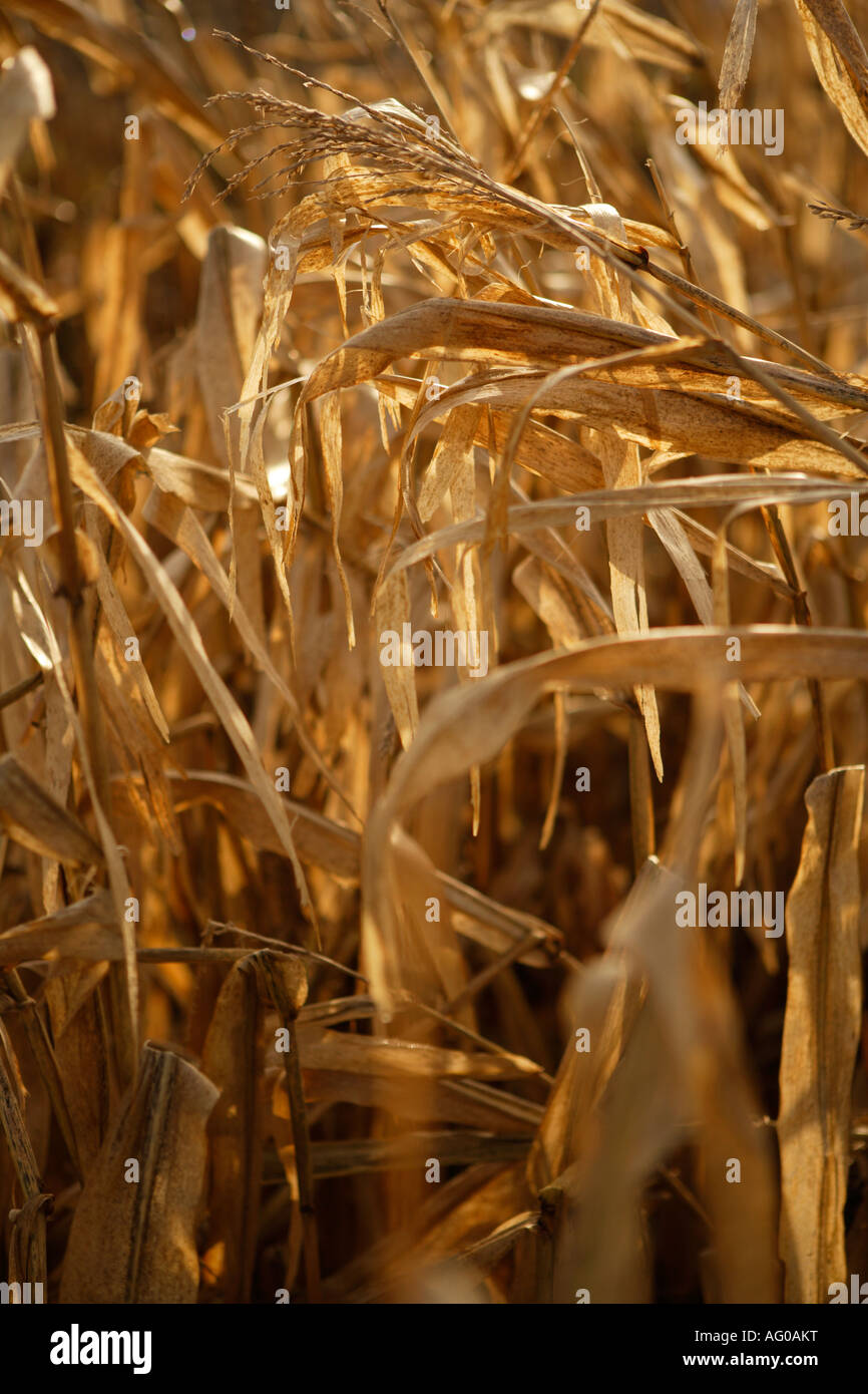 Close up, essiccato/appassiti piante di mais Foto Stock