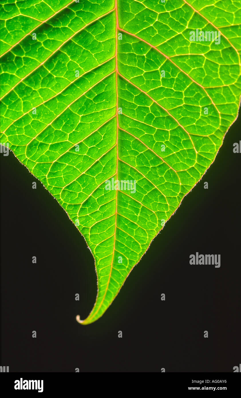 Foglia di ortensie che mostra le vene REGNO UNITO Foto Stock
