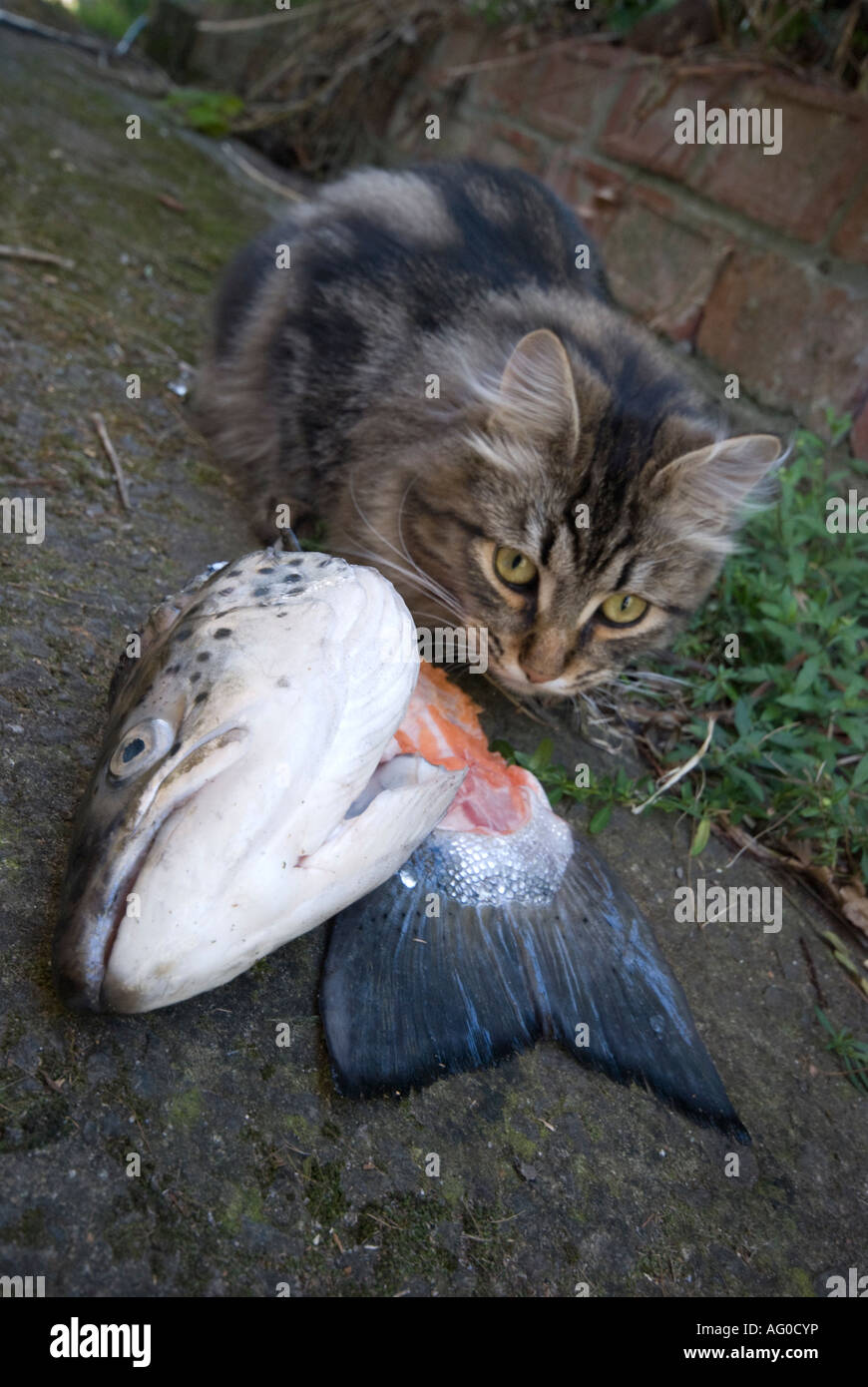 Foresta siberiana cat mangiare una testa di salmone Foto Stock