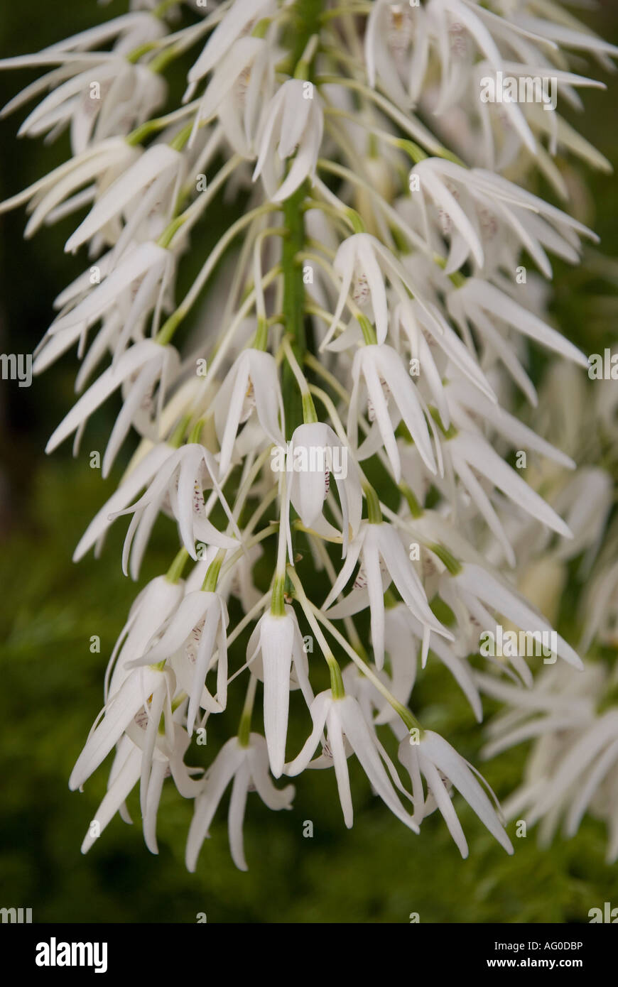 Orchidea Dendrobium speciosum fotografata nell'Orchidea Taman a Kuala Lumpur, Malesia Foto Stock