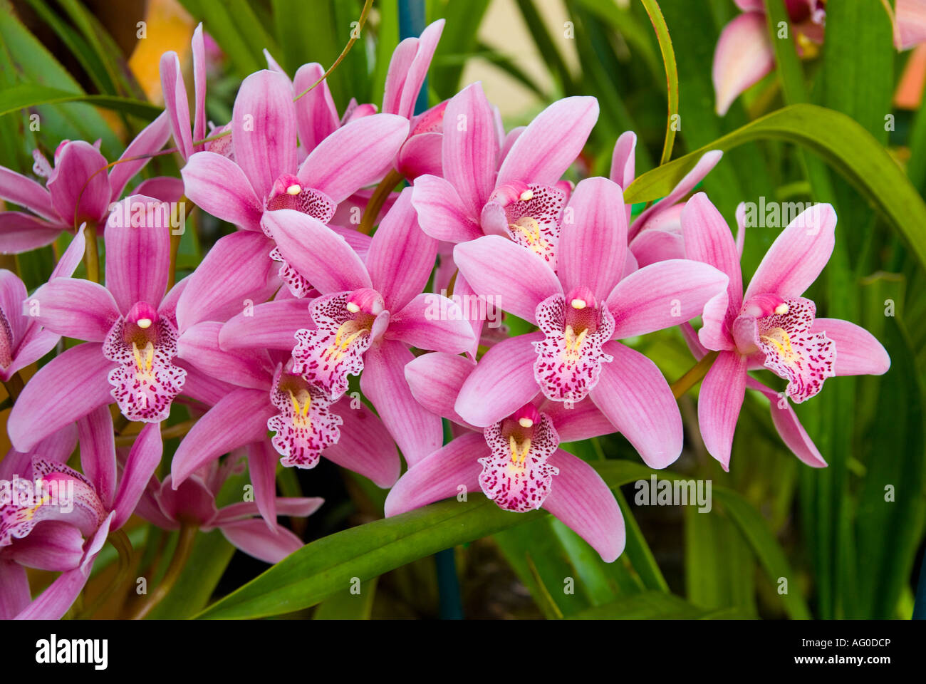 Uno spruzzo di orchidee rosa Foto Stock