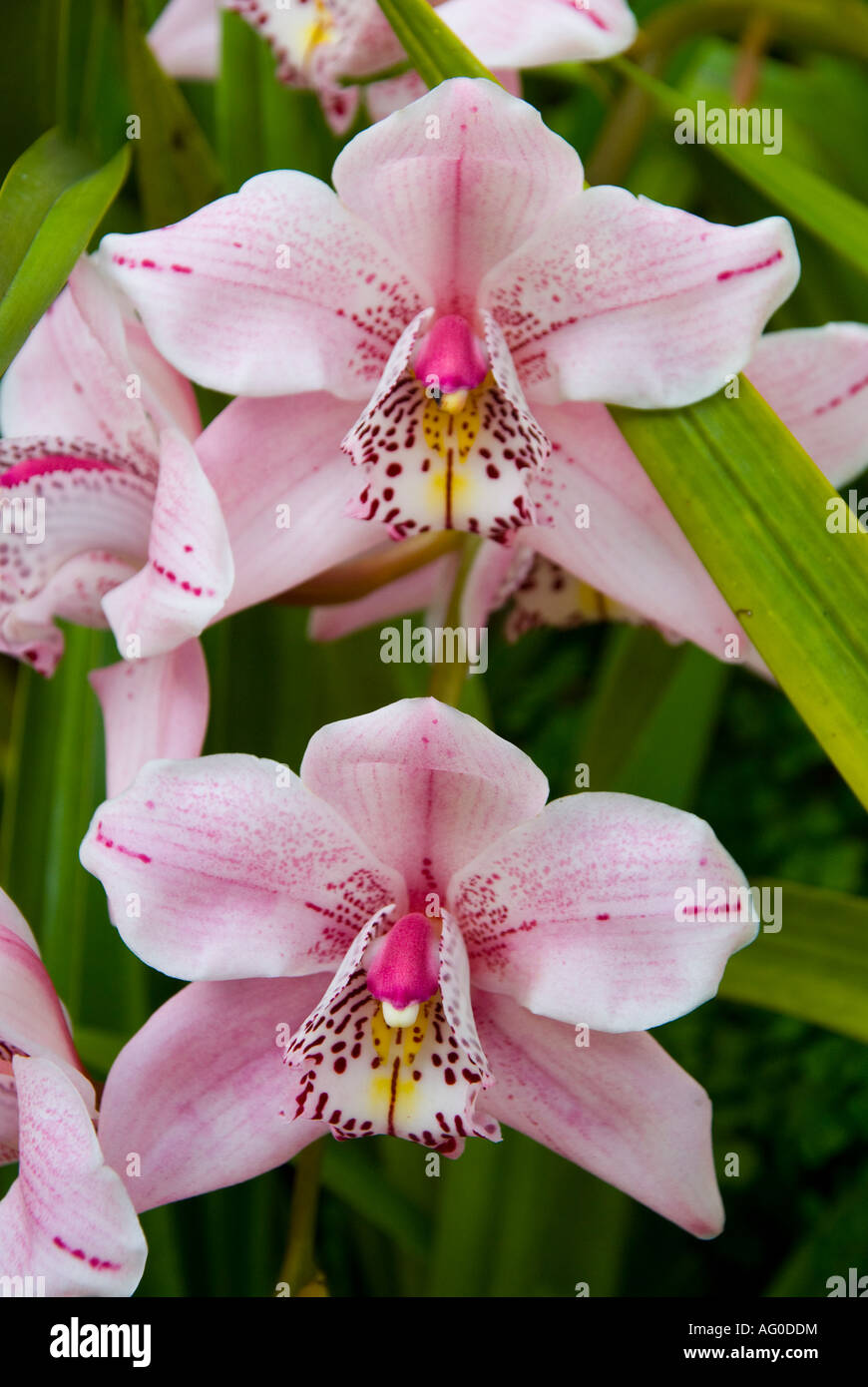 Uno spruzzo di orchidee rosa Foto Stock