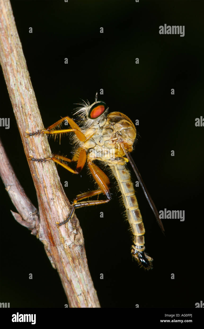 Un brigante fly Asilidae in Khai Yai National Park Thailandia Foto Stock
