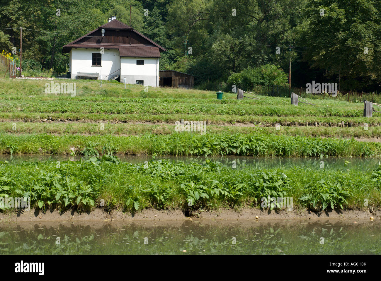 La produzione alimentare su di un allevamento ittico nella campagna vicino a Cracovia Polonia Europa orientale Foto Stock