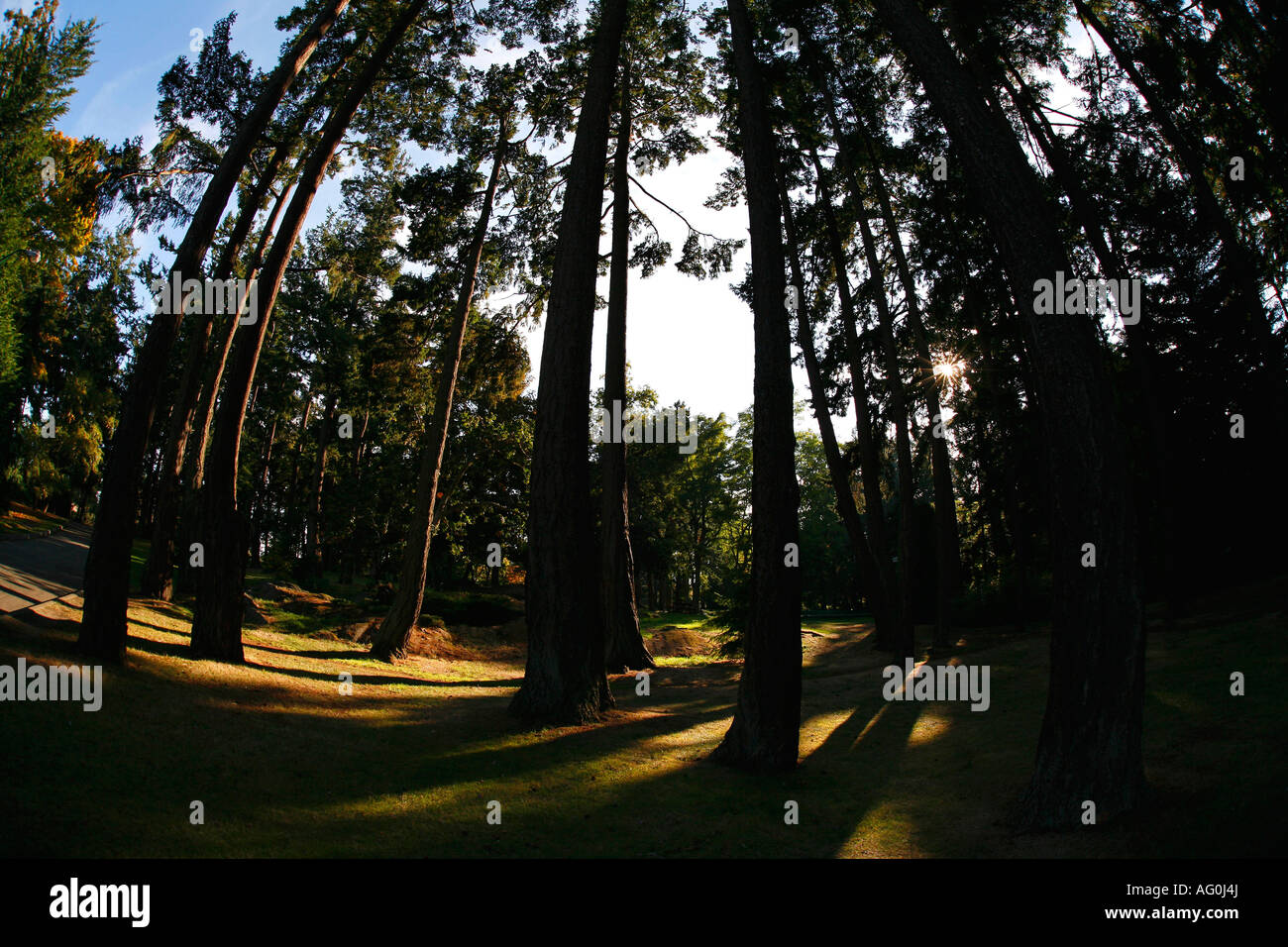Torreggianti alberi di cedro in Beacon Hill Park Foto Stock