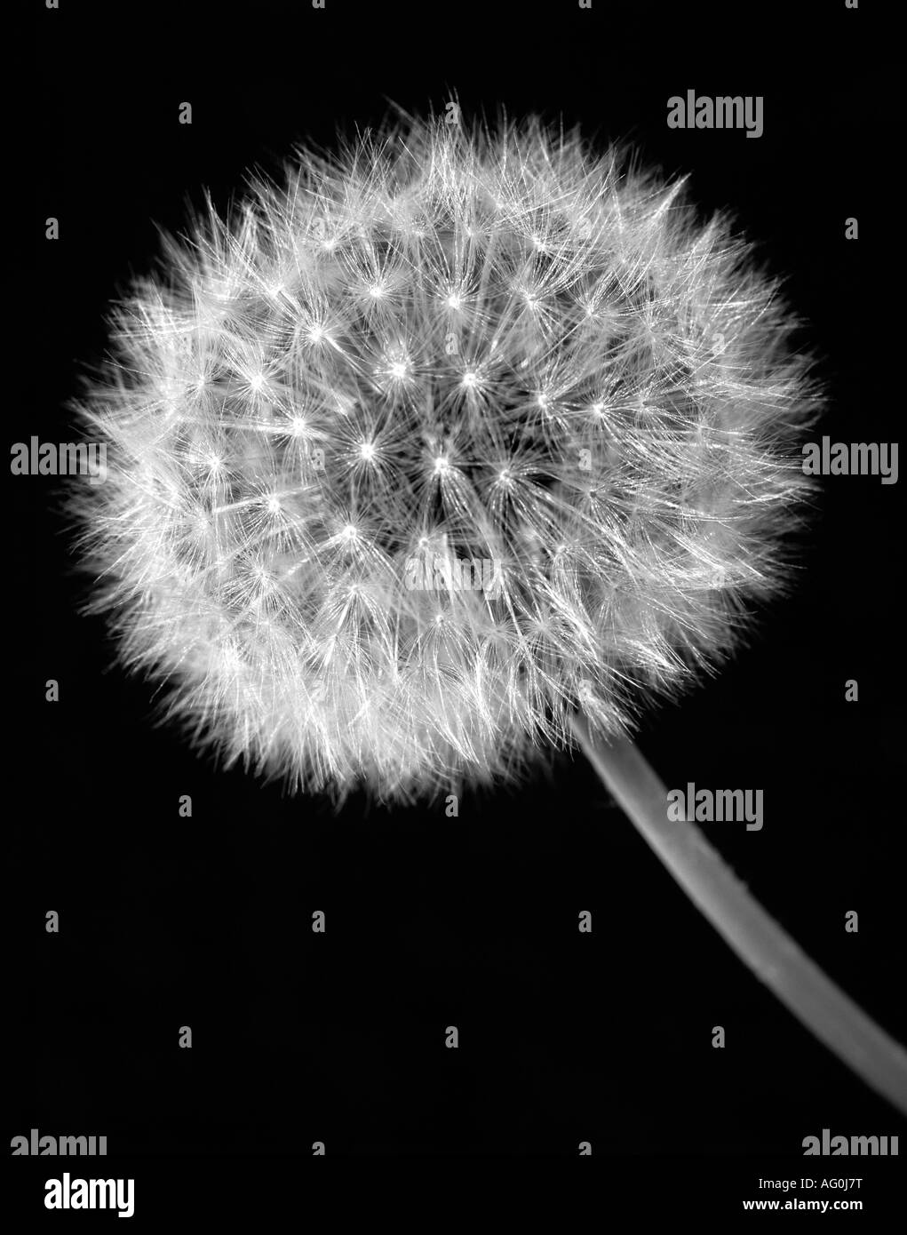 Primo piano di un orologio Dandelion su sfondo nero Foto Stock