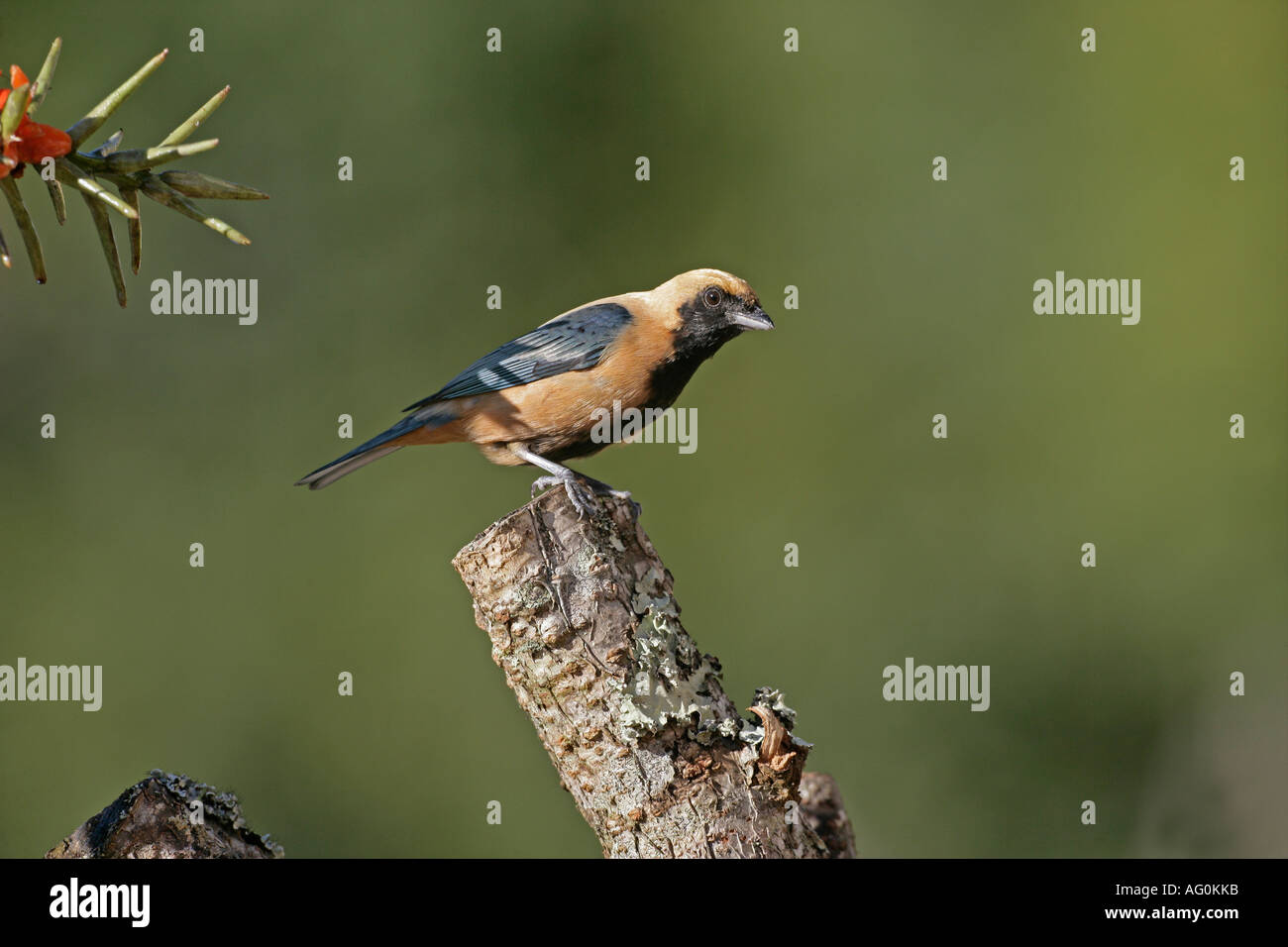 BUFF BRUNITO TANAGER Tangara cayana Brasile Foto Stock