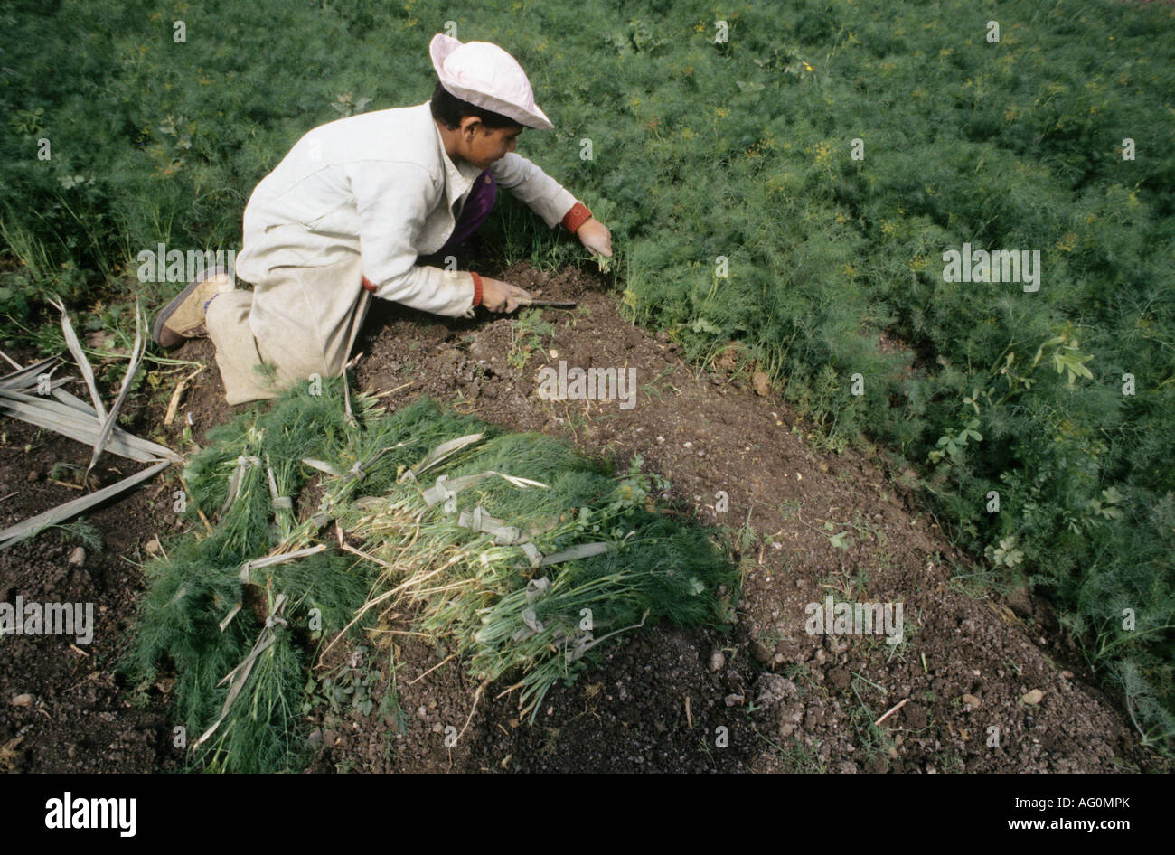 Bambino lavorando in un campo in Egitto Foto Stock