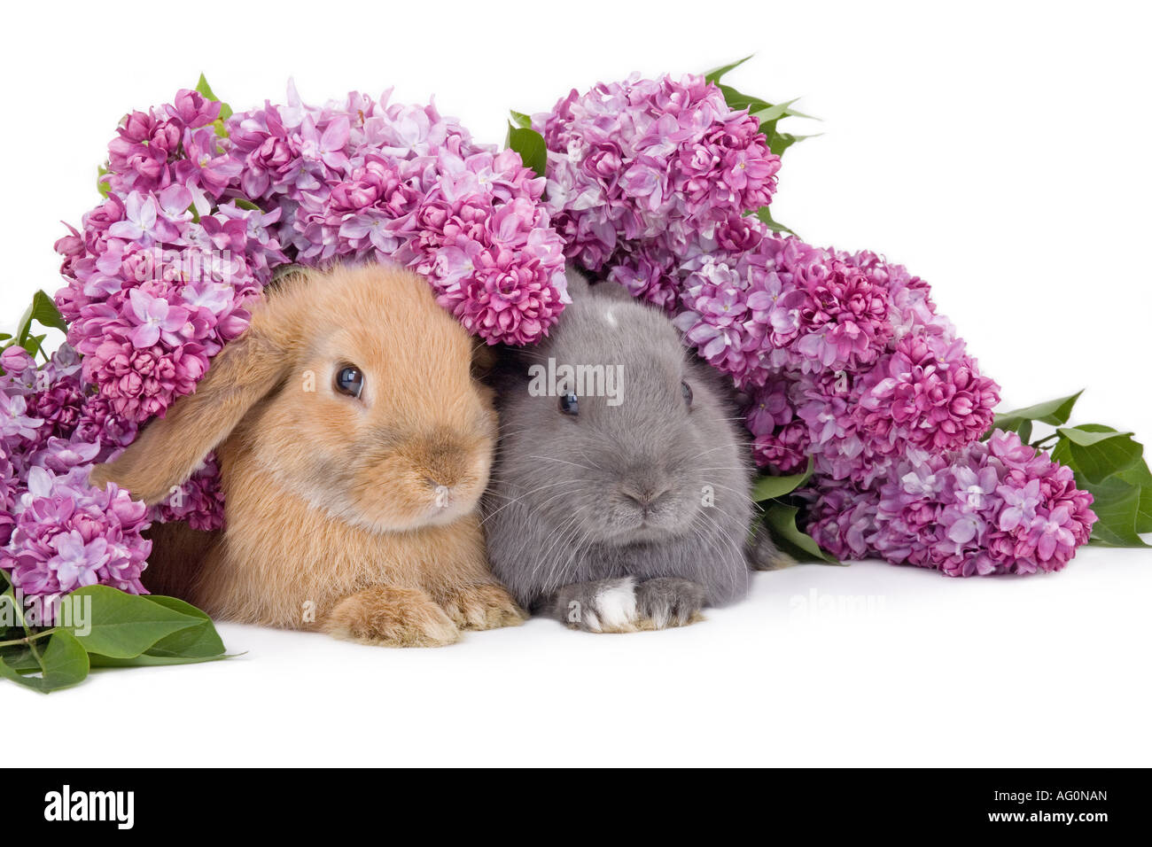Due bunny tra il lilla viola Foto Stock