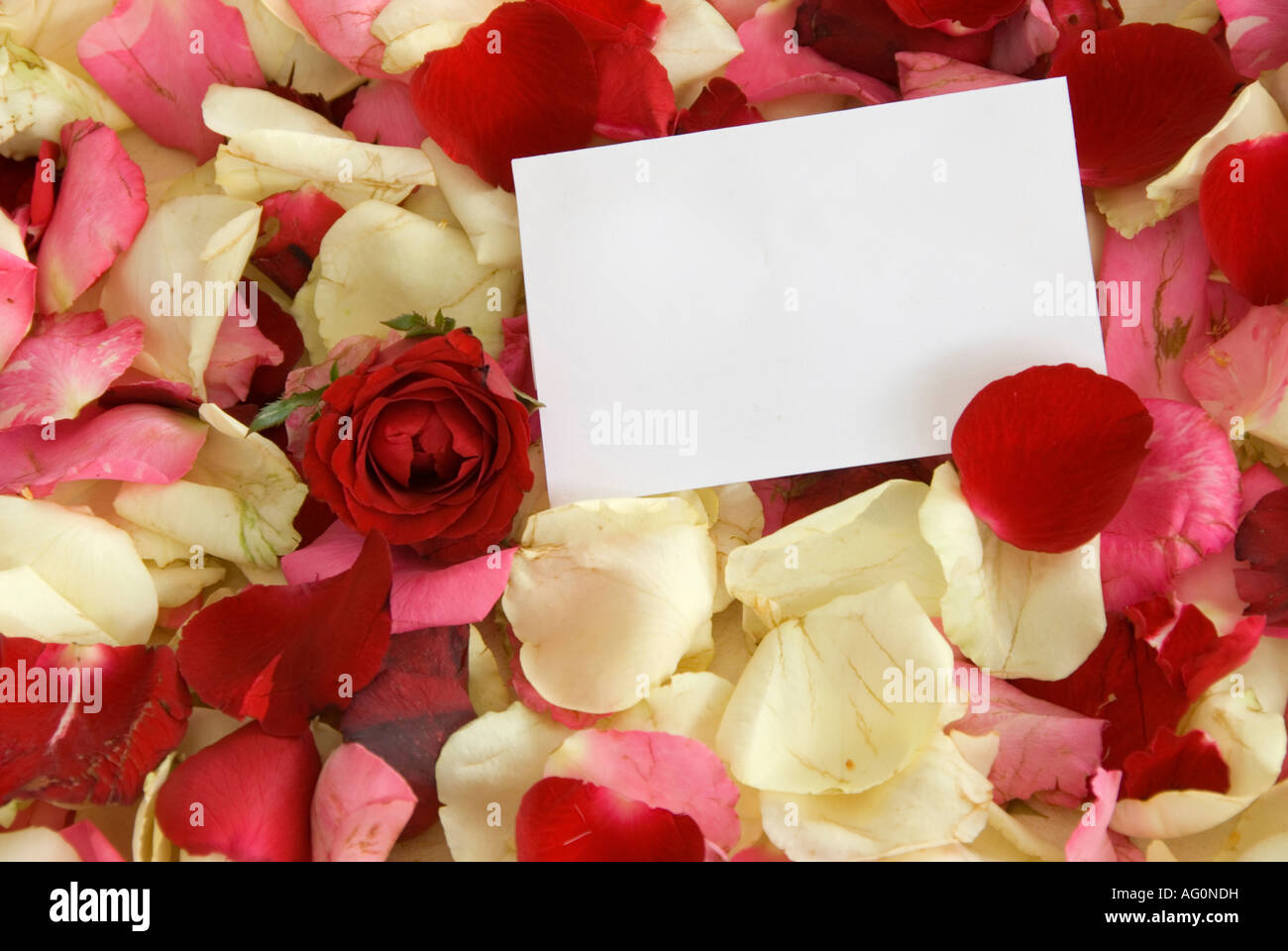 Rose e notecard Foto Stock