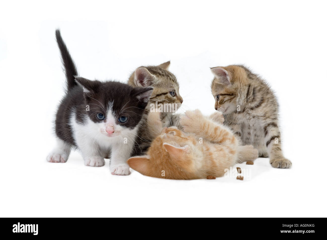 Quattro fratelli gattino 5 settimane di suonare di fronte a uno sfondo bianco Foto Stock