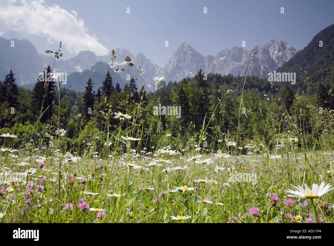 Pascolo alpino con fiori selvatici e le vette delle montagne di Martuljek nel "Parco Nazionale del Triglav' nelle Alpi Giulie in estate. La Slovenia Foto Stock