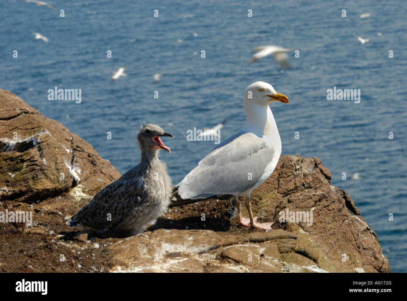 Aringa Gabbiano, Larus argentatus, con pulcino, Bass Rock, Firth of Forth, Scozia Foto Stock