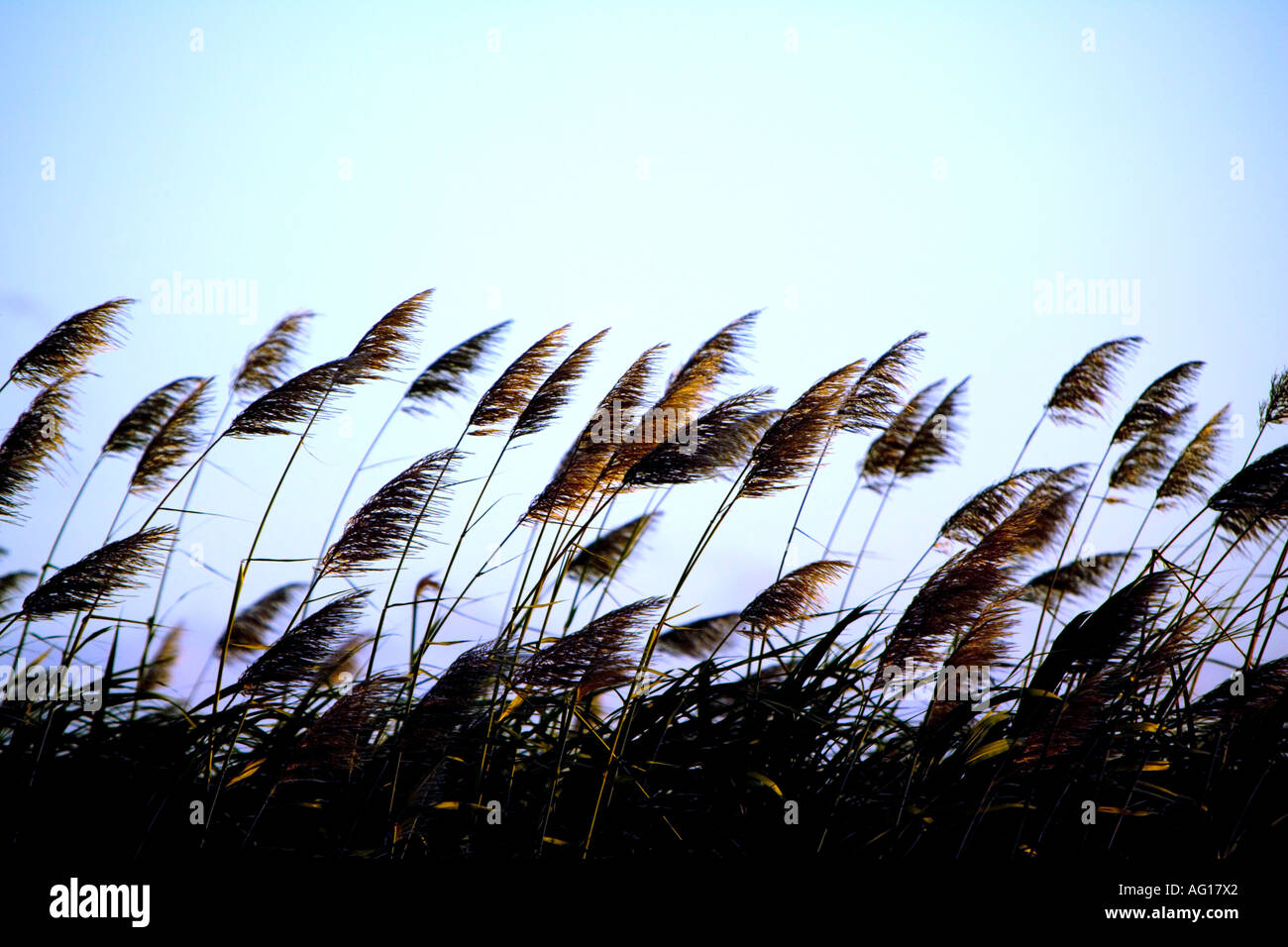 Soleggiato Fiori di canna da zucchero piegati dal vento, contro un pallido cielo blu - Maurizio Foto Stock