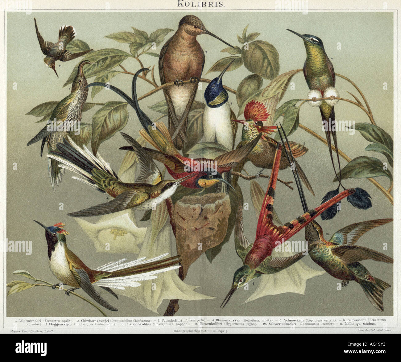 Zoologia / animale, uccelli, colibrì, Meyers Konversationslavion, Lipsia e Vienna 1896, Foto Stock