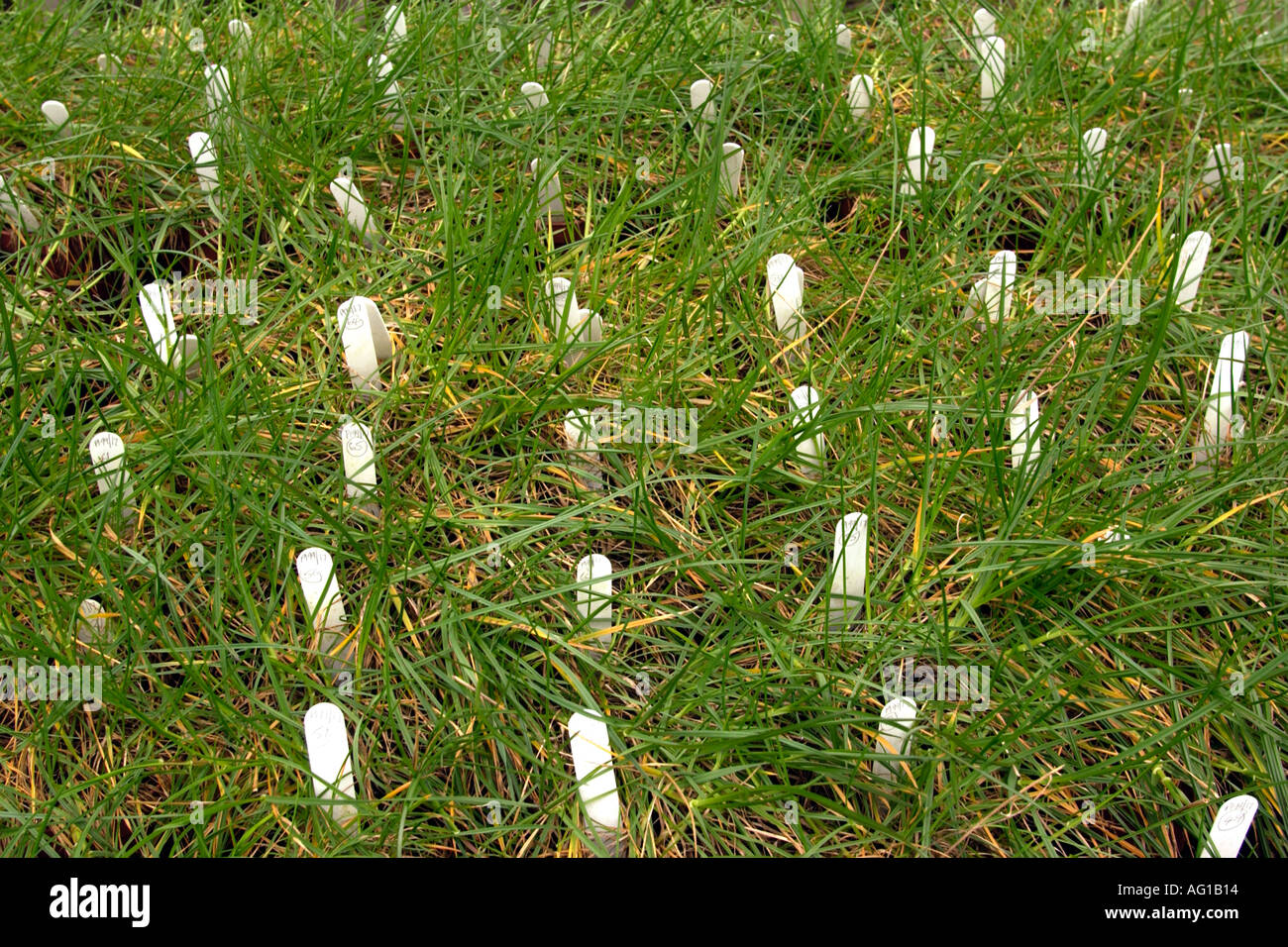 Nuovi tipi di erba essendo cresciuto a istituto di pascoli e di ricerca in campo ambientale IGER Aberystwyth West Wales UK Foto Stock