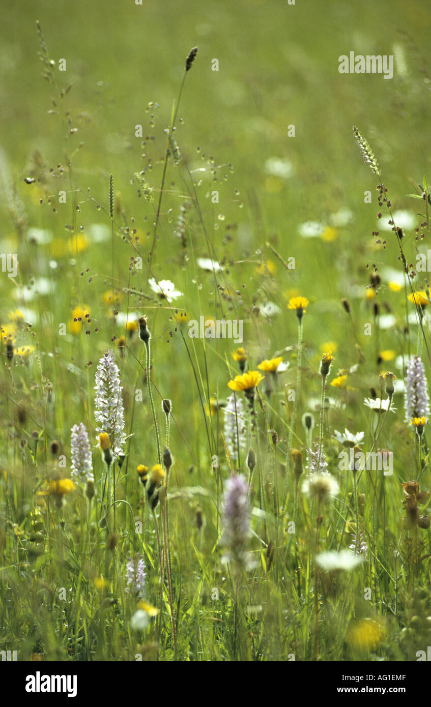 Fieno tradizionale prato Draycote Prati, Warwickshire, Inghilterra, Regno Unito Foto Stock