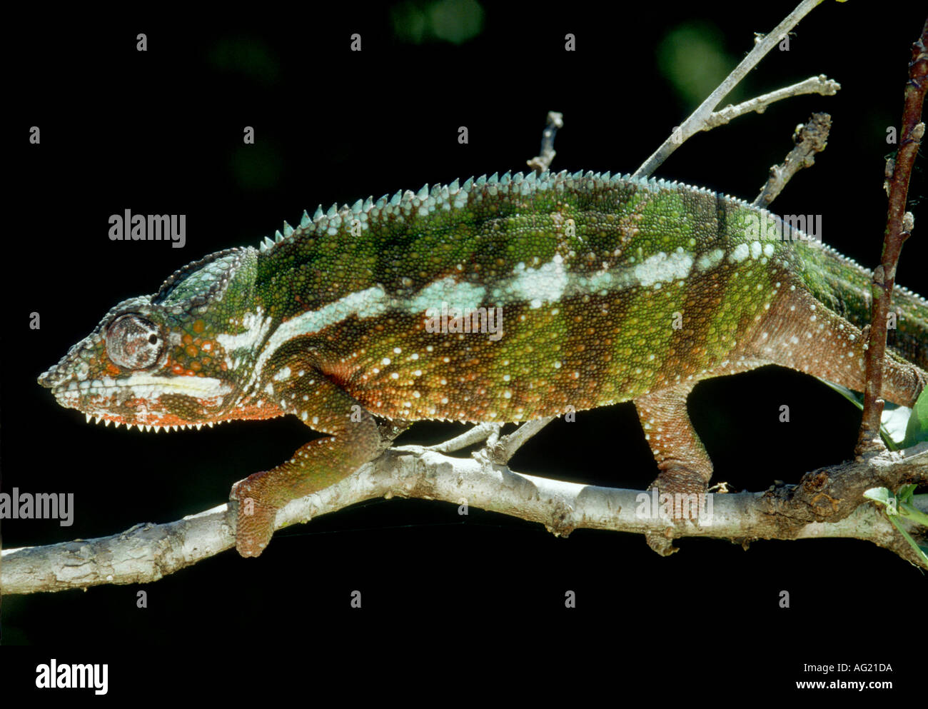 Maschio di panther chameleon Foto Stock