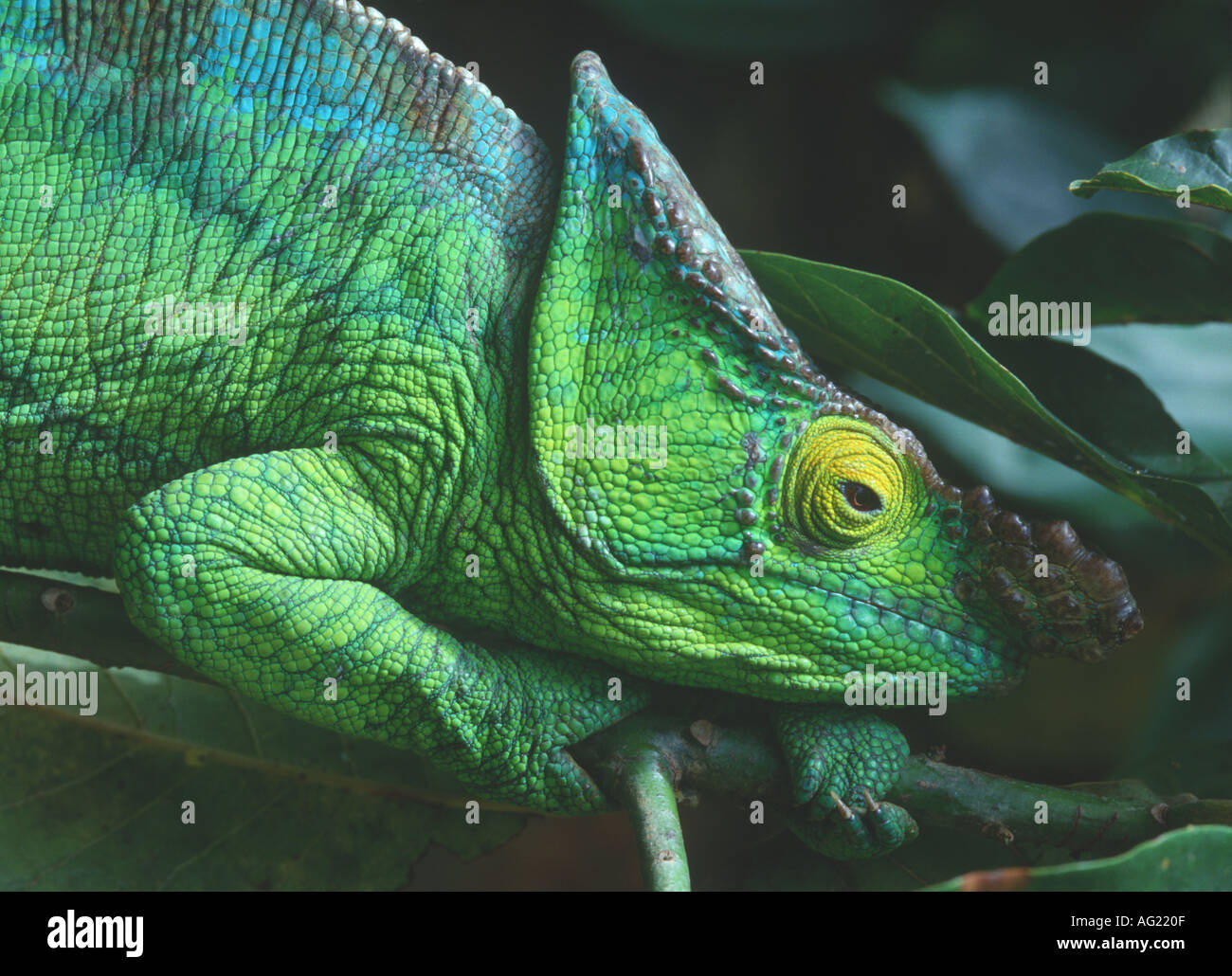 Parsons maschio chameleon Foto Stock