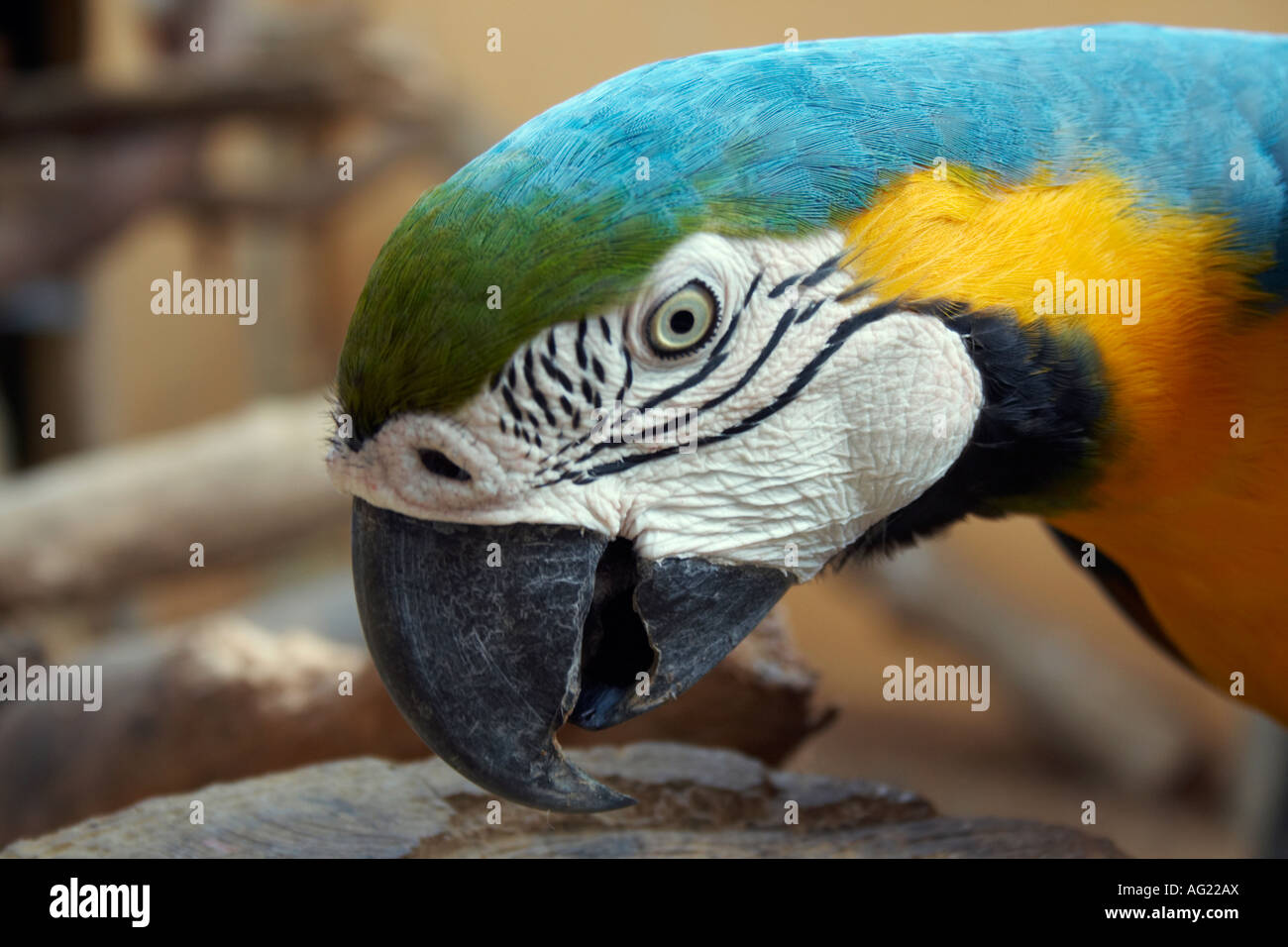 Macaw, Langkawi Bird Paradise, Langkawi, Malesia Foto Stock