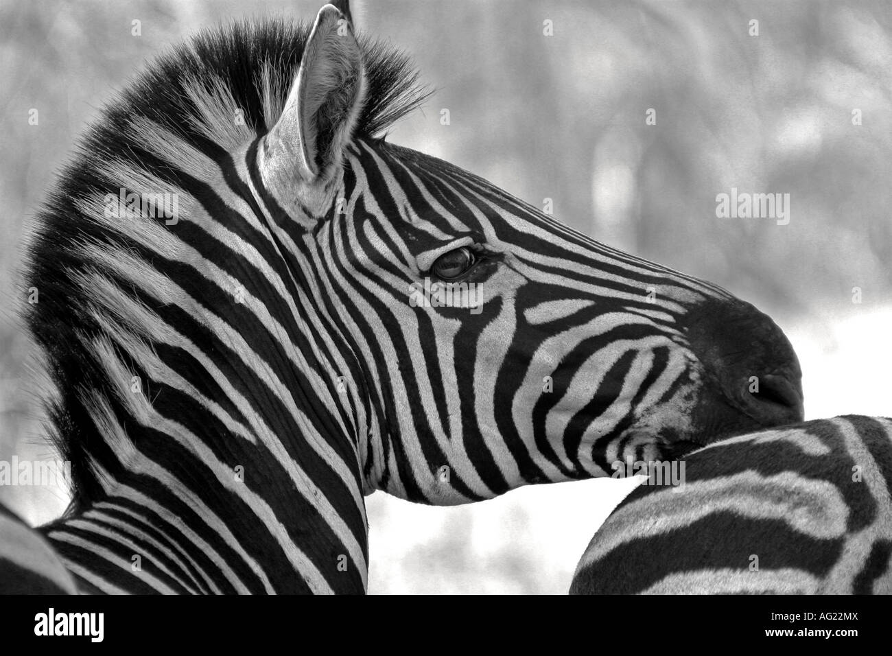 Colpo alla testa di una zebra nel Parco Nazionale di Kruger Foto Stock