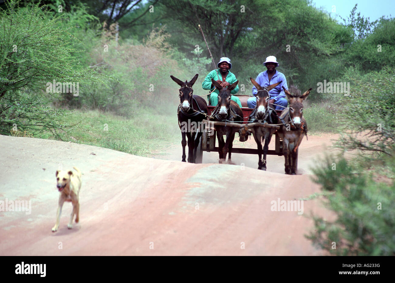 Carrello asino sulla strada rurale in Botswana Foto Stock