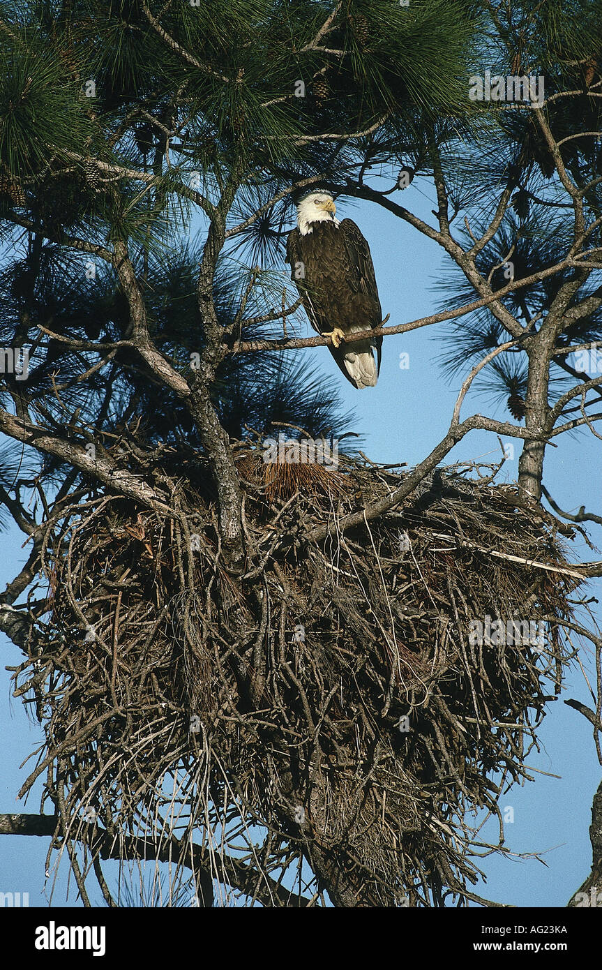 Zoologia / animali, uccelli / bird, Accipitridae, aquila calva (Haliaeetus leucocephalus), seduti a nido, distribuzione: Nord Ameri Foto Stock