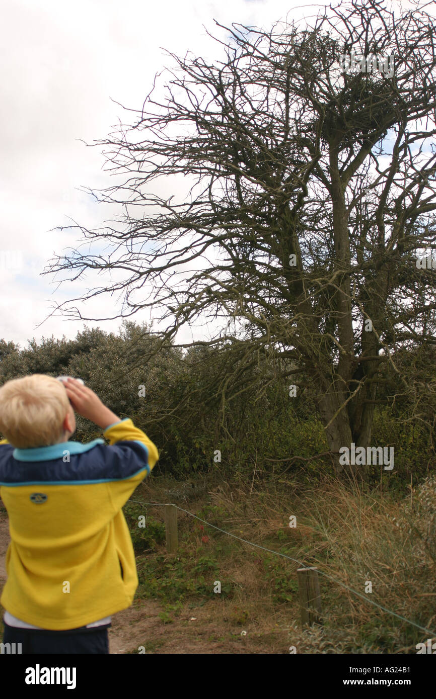 Ragazzo di 7 anni guardando il nido di uccelli nella struttura ad albero con il binocolo Foto Stock